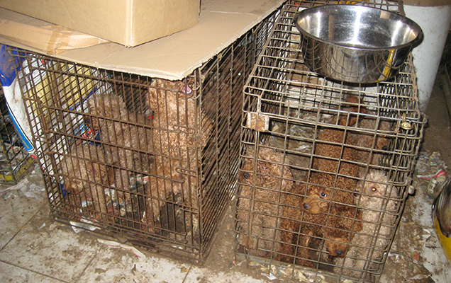 dogs crowded in cage
